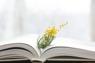 Kitabın sayfaları arasında mimozanın çiçek açan dalları var. Kavram - bahar, yenilenme, eğitim.