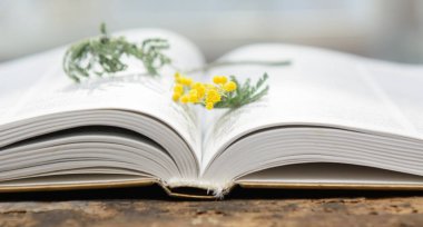 Kitabın sayfaları arasında mimozanın çiçek açan dalları var. Kavram - bahar, yenilenme, eğitim.