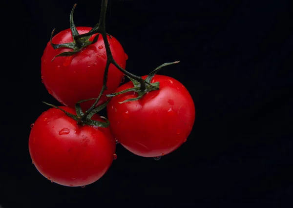 On a black background, three red tomatoes on a branch in drops of water. Concept - natural products.