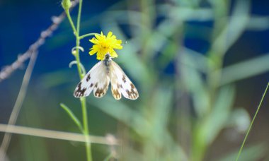 Beyaz kanatlı bir kelebek sarı bir çiçeğe oturur ve nektar içer. Bulanık arkaplan