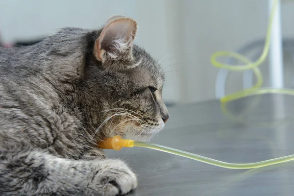 Gato Está Uma Mesa Metal Abaixo Conta Gotas Close Conceito — Fotografia de Stock