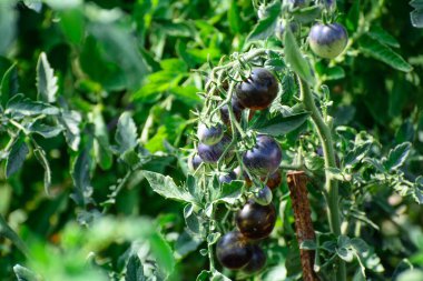 Bahçede güneşin aydınlattığı dallarda olgunlaşmış domatesler.