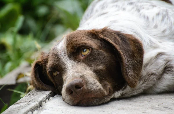 Köpek asfalt yolda uzanıyor. Yukarıdaki resim. Bir evcil hayvan üzücüdür.
