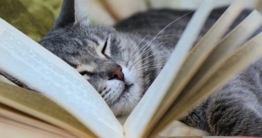 Kapalı gözlü bir kedi sayfaların arasında açık bir kitabın yanında yatıyor..