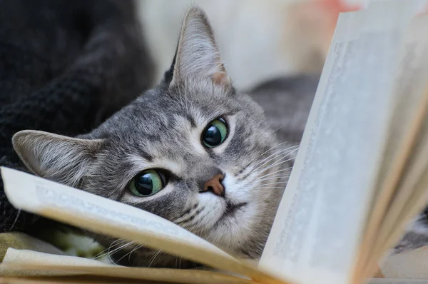 Gato Com Olhos Abertos Fica Perto Livro Aberto Entre Páginas — Fotografia de Stock