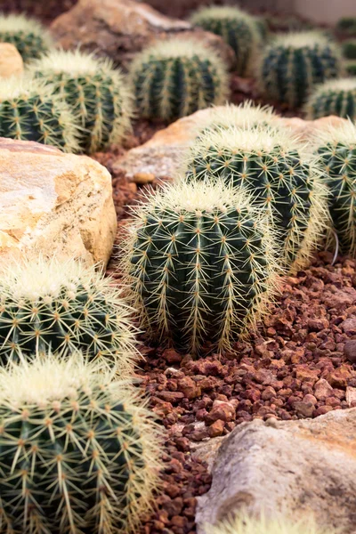 Image de beau cactus — Photo