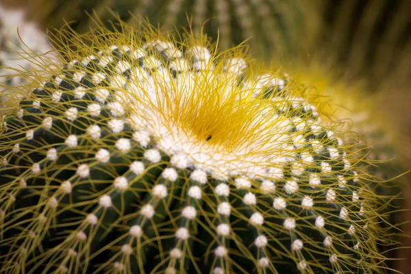 Изображение красивого кактуса — стоковое фото