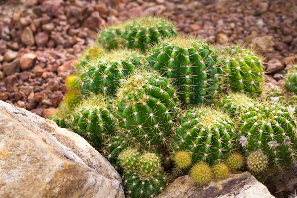 Image de beau cactus — Photo