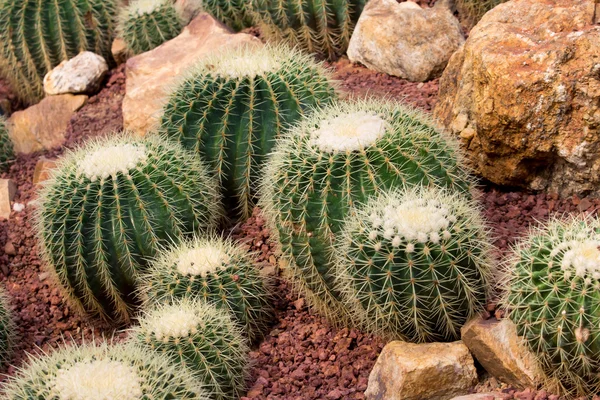 Bild på vackra cactus Stockbild