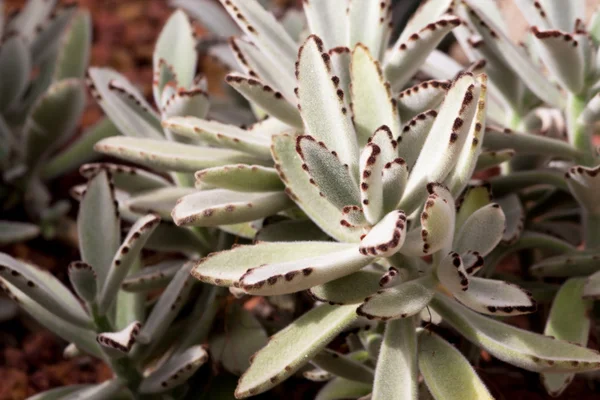 Image de beau cactus Photo De Stock