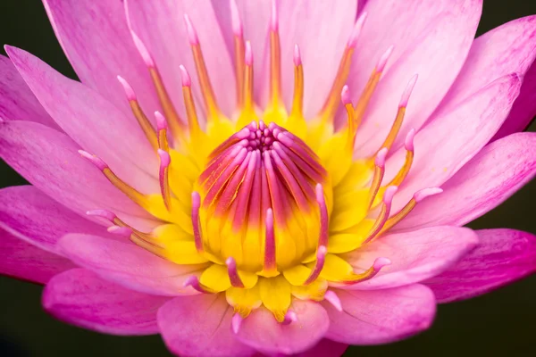 Nahaufnahme eines rosa Lotus — Stockfoto