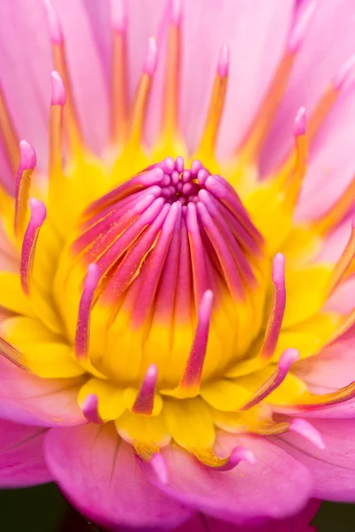 Nahaufnahme eines rosa Lotus — Stockfoto