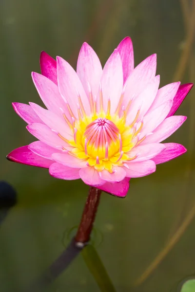 Nahaufnahme eines rosa Lotus — Stockfoto
