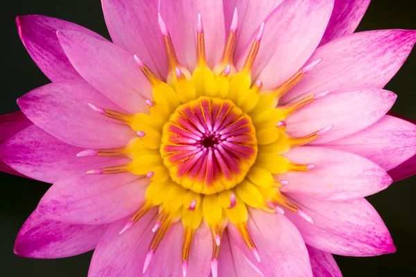 Nahaufnahme eines rosa Lotus — Stockfoto