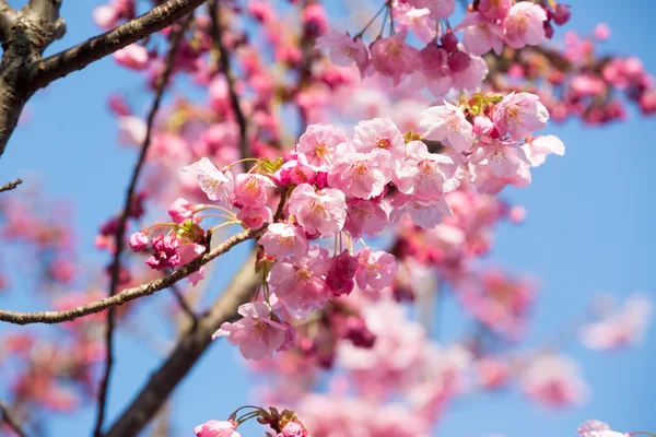 Pink sakura flower — Stock Photo, Image