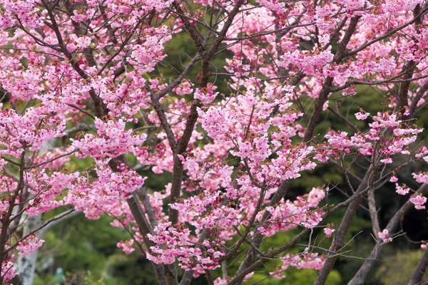 Sakura ροζ λουλούδι — Φωτογραφία Αρχείου