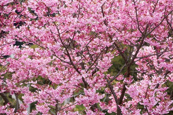 粉色樱花花 免版税图库图片