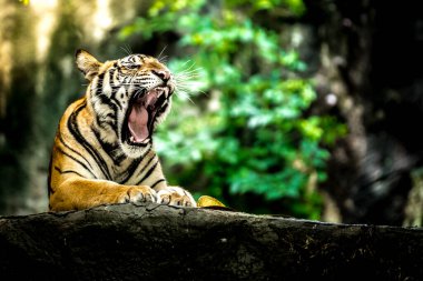 Bengal kaplanının ormandaki vahşi yaşamı