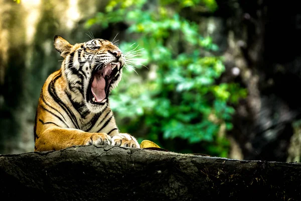 Faune Tigre Bengale Dans Une Forêt — Photo