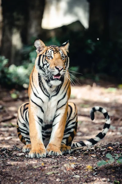 Faune Tigre Bengale Dans Une Forêt — Photo