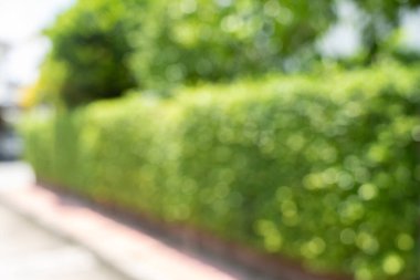 arkaplan resmi için bulanık yeşil bir çit