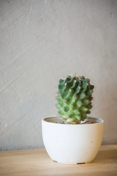 Cactus en jarrón —  Fotos de Stock