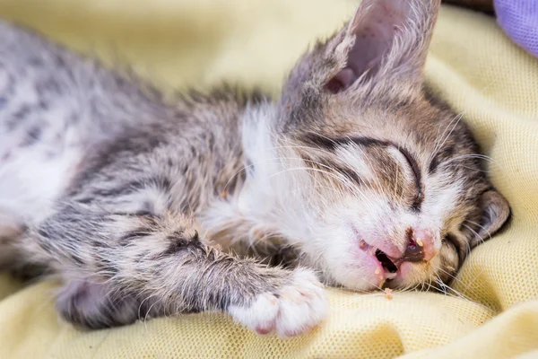 sick kitten