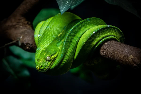 Zelený had je na větvi — Stock fotografie