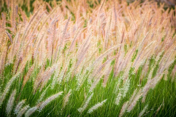 สีม่วงที่สวยงาม Poaceae ในพระอาทิตย์ขึ้น — ภาพถ่ายสต็อก