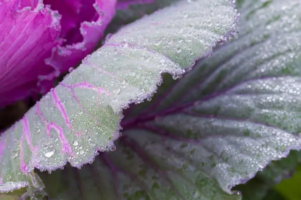 Die Frostblüte am Morgen — Stockfoto