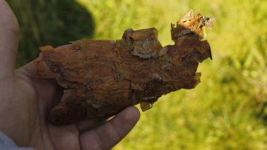 Eller kabuğu tutar.