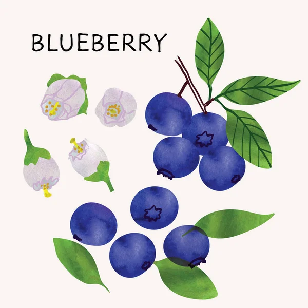 Εικονογράφηση Blueberry Σετ Υδατογραφία Υφή Και Γραμμή Τέχνης Χειροποίητα Πλήρως — Διανυσματικό Αρχείο