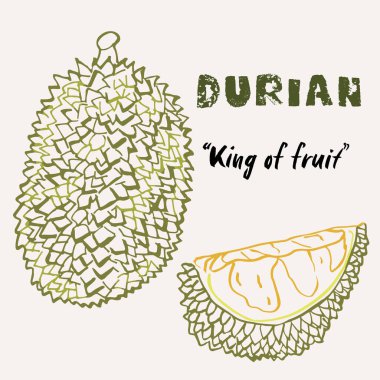 El çizimi Durian meyvesi çok renkli sanat çizgisi çizimi. Renkli çizgi sanat egzotik meyve tasarımı