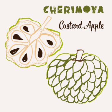 Cherimoya çizimi el yapımı çok renkli modern vektör çizimi. Renkli sanat eseri egzotik meyve tasarımı. Vektör