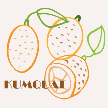 Kumquat çizgisi el yapımı çok renkli modern vektör çizimi. Renkli sanat eseri egzotik meyve tasarımı. Vektör