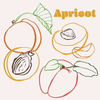 Kayısı çizgisi el yapımı çok renkli modern vektör çizimi. Renkli çizgiler, yaz meyve tasarımı. Vektör