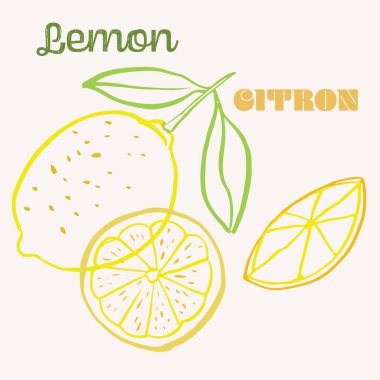 Limon çizgisi, el çizimi, çok renkli modern vektör çizimi. Renkli sanat eseri egzotik meyve tasarımı. Vektör