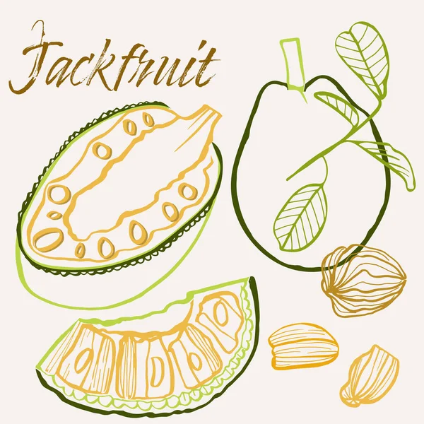 Jackfruit Linie Umění Ručně Kreslené Vícebarevné Moderní Vektorové Ilustrace Barevný — Stockový vektor