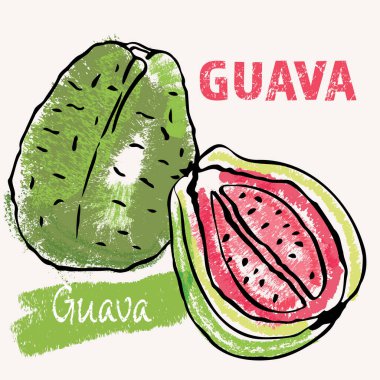 Guava çizgisi sanatı ve el yapımı vektör çizimi. Sert boya kalemleri, açık renkli bir kitap tarzında karalama yapar. Vektör