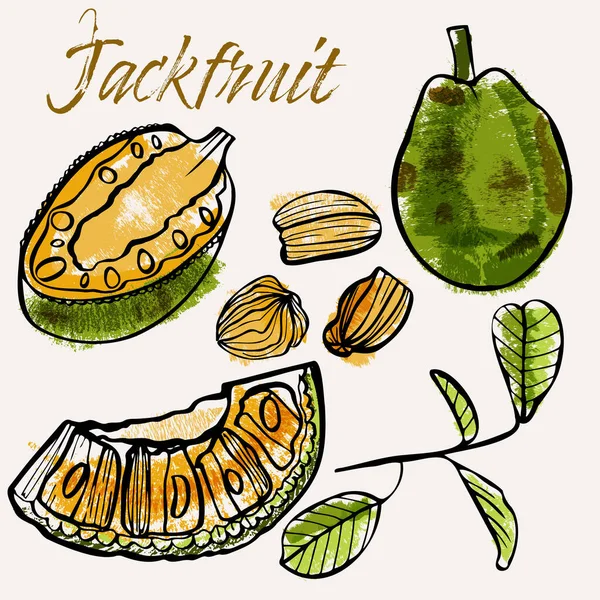 Jackfruit Čára Umění Barva Ručně Kreslené Vektorové Ilustrace Drsné Pastelky — Stockový vektor