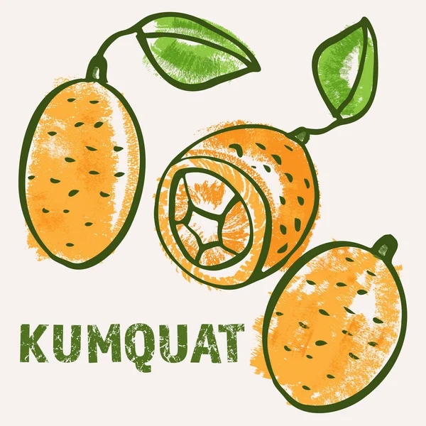 Kumquat çizgisi sanatı ve el yapımı vektör çizimi. Sert boya kalemleri, açık renkli bir kitap tarzında karalama yapar. Vektör