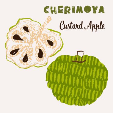 Cherimoya meyve vektör çizimi. Renkli desenli modern tasarım.