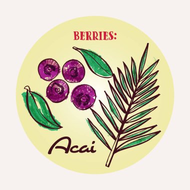 Acai çilek çizgisi sanatı ve el yapımı vektör çizimi. Sert boya kalemleri, açık renkli bir kitap tarzında karalama yapar.
