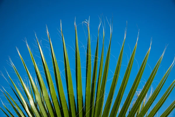 Folhas de palma céu azul — Fotografia de Stock