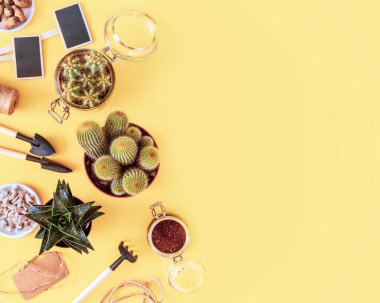 Ev bitkilerinin düzlüğü büyüyor. Kaktüslü, sulu bitki ve bahçe aletleriyle çevre dostu kompozisyon. Ev dekorasyonu ve bahçe işleri. Hobileri ev bitkileri ve bahçe evleri yetiştirmek.