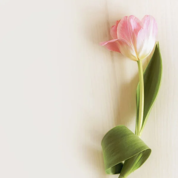 Θολή Σύνθεση Λουλουδιών Ροζ Τουλίπα Λευκό Ξύλινο Φόντο Αντιγραφικό Χώρο — Φωτογραφία Αρχείου