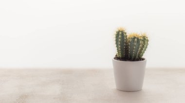Yatay çiçek kompozisyonu, kaktüsle birlikte, arka planda hafif bir tencerede, fotokopi alanı ile birlikte. Ev dekorasyonu ve bahçe işleri. Hobileri ev bitkileri ve bahçe evleri yetiştirmek.