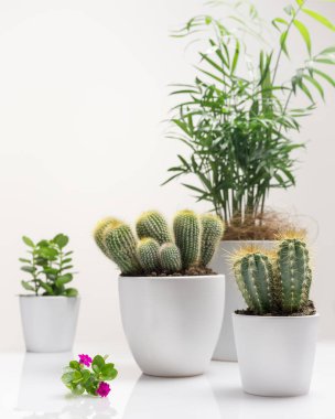 Hobileri ev bitkileri yetiştirmek ve bahçe işleri. Beyaz arka planda ev bitkisi, kaktüs, sulu ve kalanchoe içeren bahçe kompozisyonu. Ev dekorasyonu ve bahçıvanlık kavramı