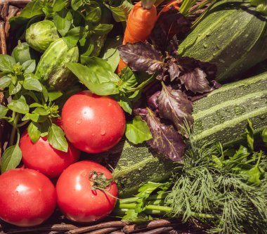 Yerel, sepetteki çiftlik sebzeleri: domates, salatalık, kabak, havuç, maydanoz, dereotu ve fesleğen.