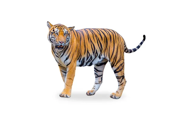 Royal Tiger Corbetti Isolated White Background Clipping Path Included Tiger — Stock Photo, Image